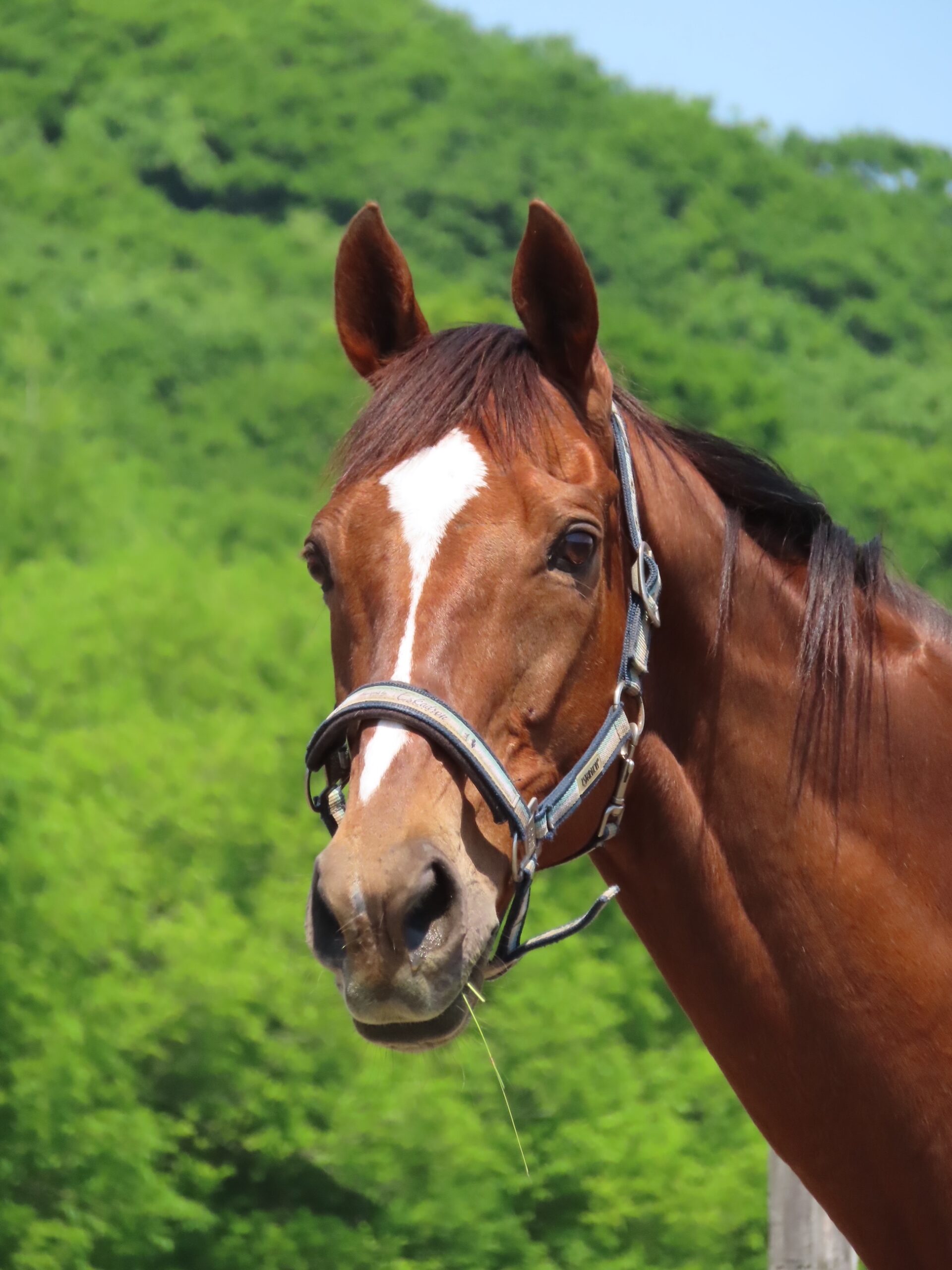 新しい名馬【マイネルキッツ】号 - 馬と自然とふれあえる里、優駿の里